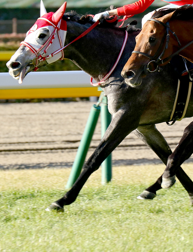 山田牧場 千葉県富里市にある競走馬を育てる生産牧場